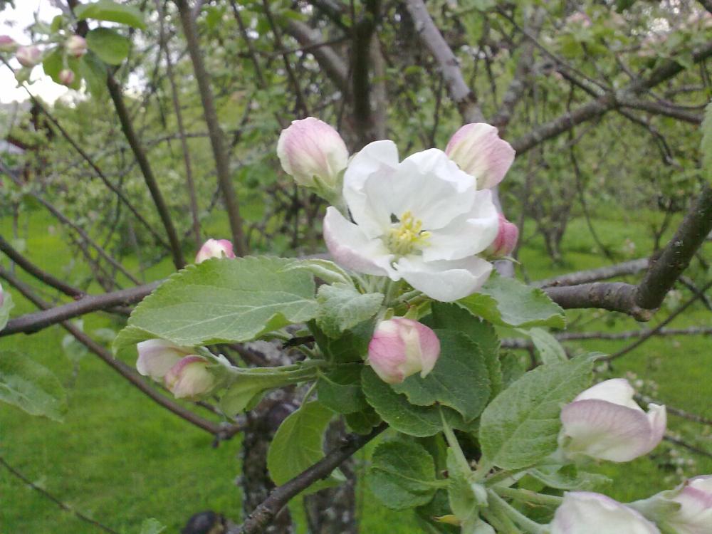 Omenankukat puhkeavat kukkaan uuden kasvun merkiksi