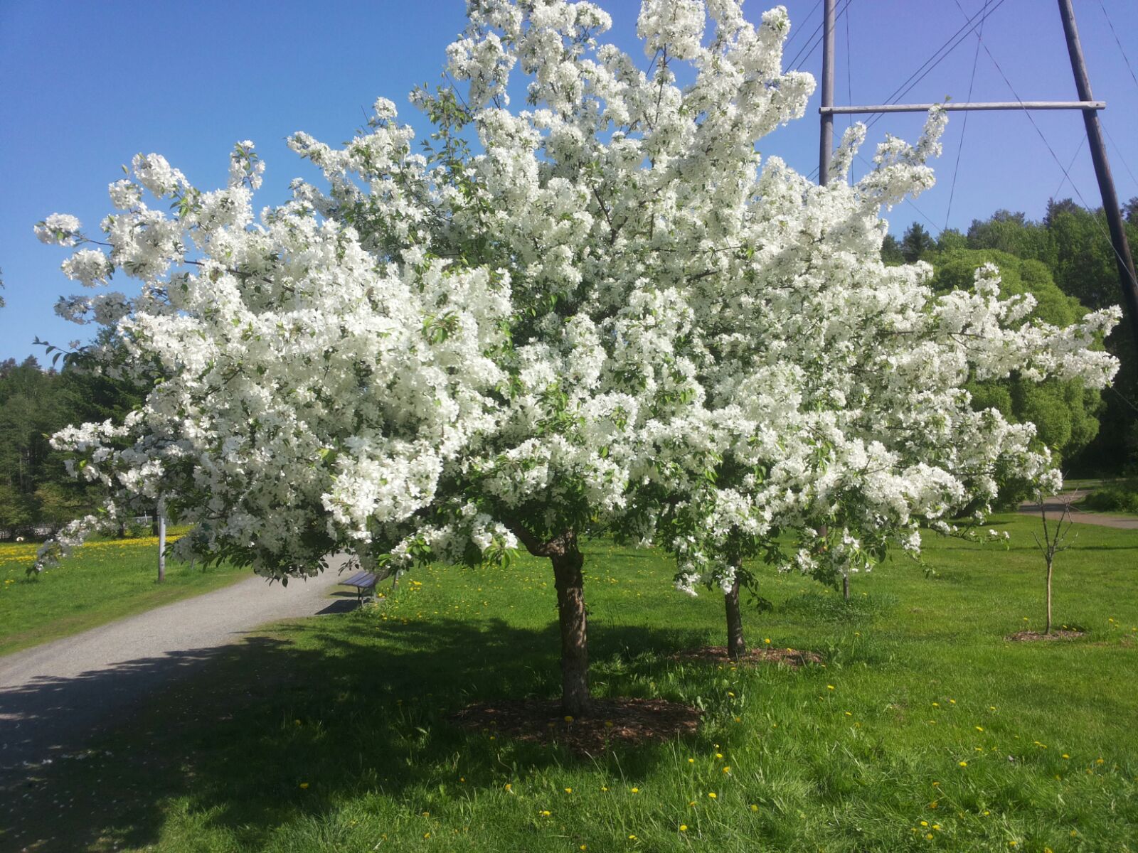 omenapuu kukassa